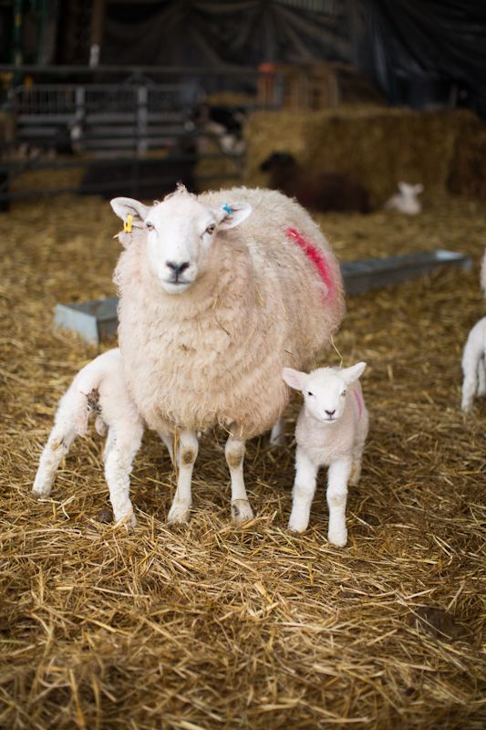 Livestock at Kingsclere. Photo Rick Pushinsky.