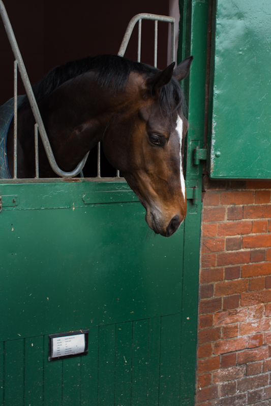 Horse called 'Race and Status" at Kingsclere. Photo Rick Pushinsky.